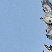 Great Grey Shrike  "Lanius excubitor"